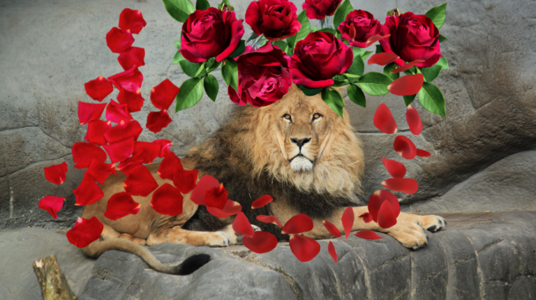 A Rose and a Lion Gracques